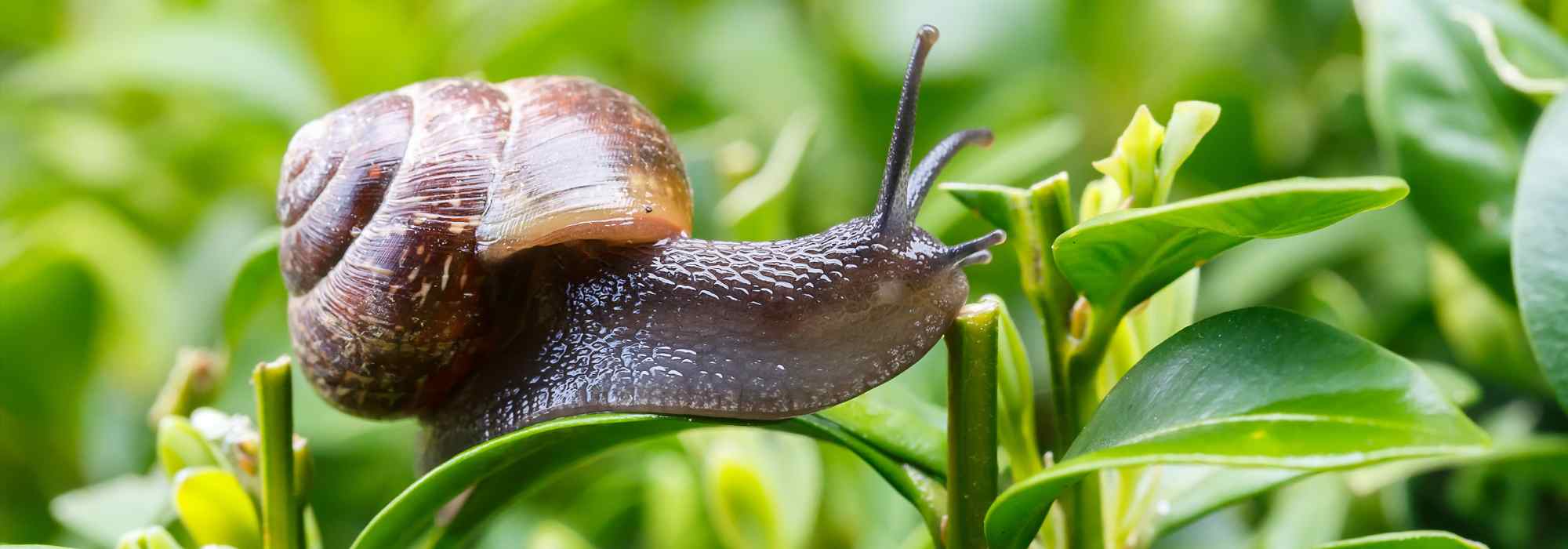 Escargots et limaces au jardin : alliés ou nuisibles ?