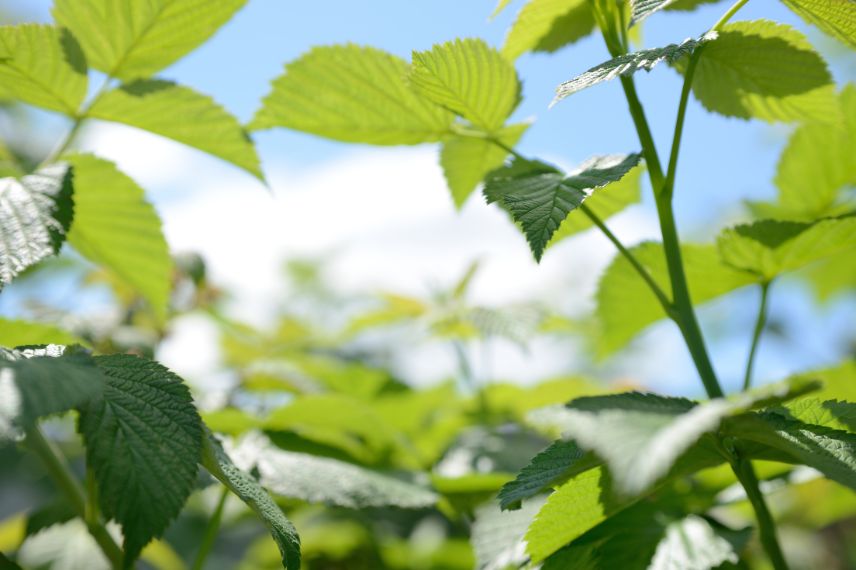 les propriétés des feuilles de framboisiers