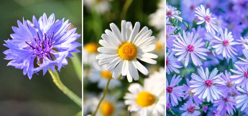 inflorescence capitules exemples