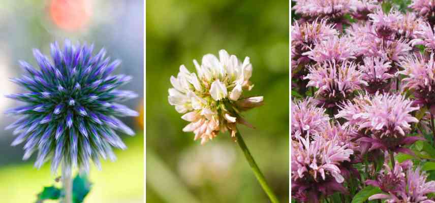 inflorescence glomerule examples