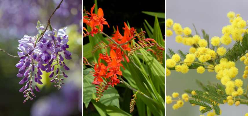 inflorescence raceme clusters examples