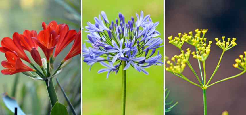 flower arrangement in botany