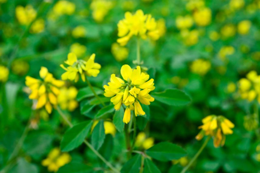 floraison du fenugrec