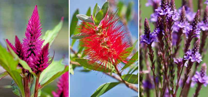 examples of spike inflorescence flowers