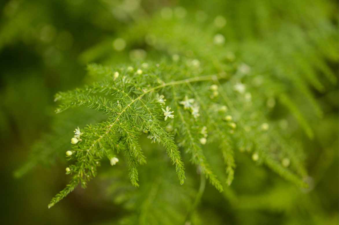 Asparagus floraison