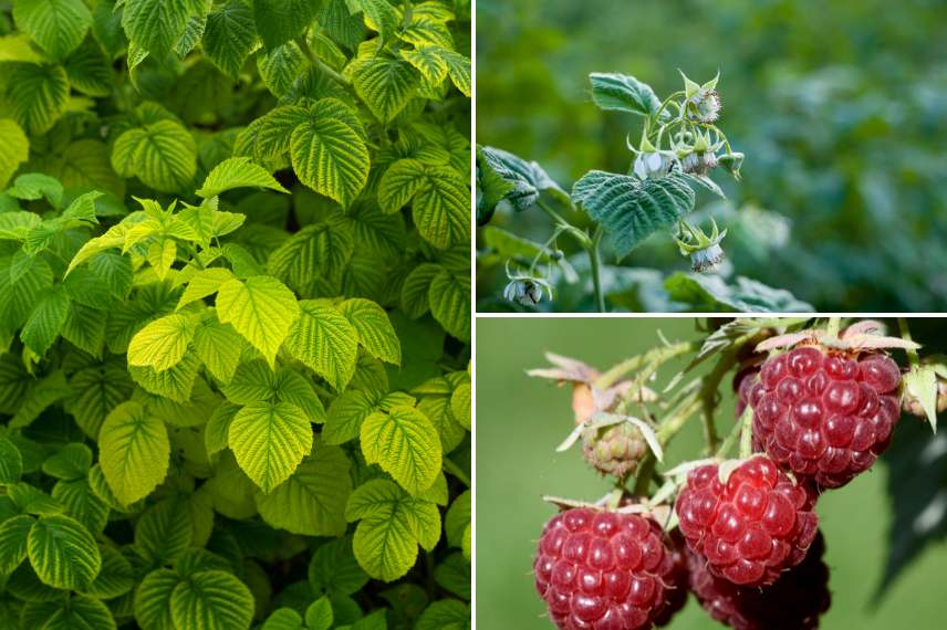 raspberry medicinal plant