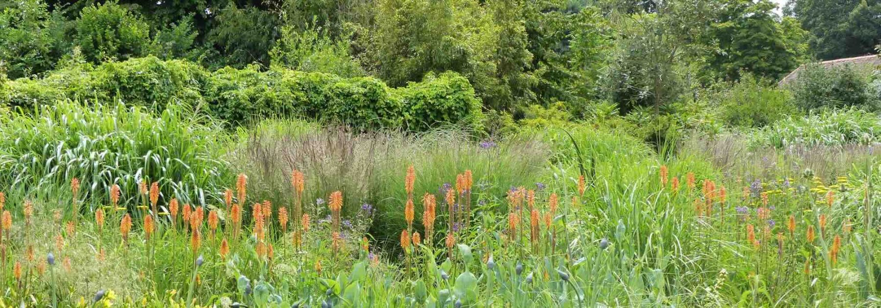 Graminées XXL : les variétés incontournables pour donner du volume aux massifs