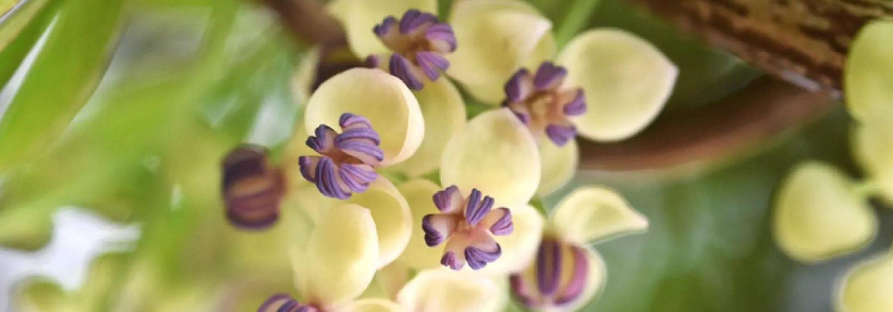 Plantes grimpantes de fin de printemps : pour un jardin qui annonce l'été !