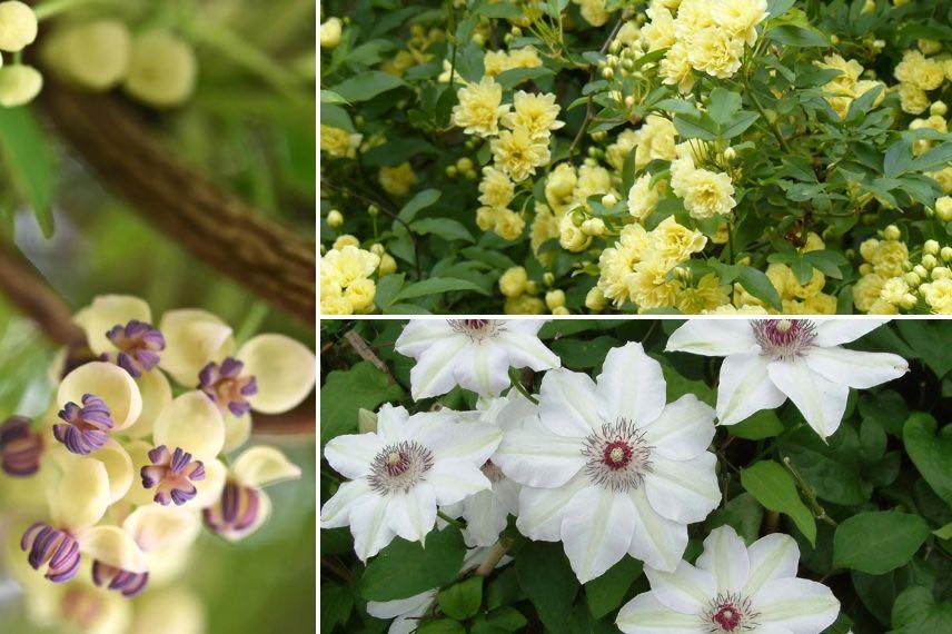 plantes grimpantes à fleurs de fin de printemps