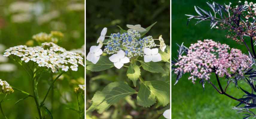 compound flowers examples