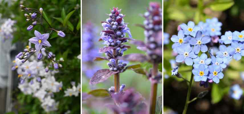 examples of cymose flowers