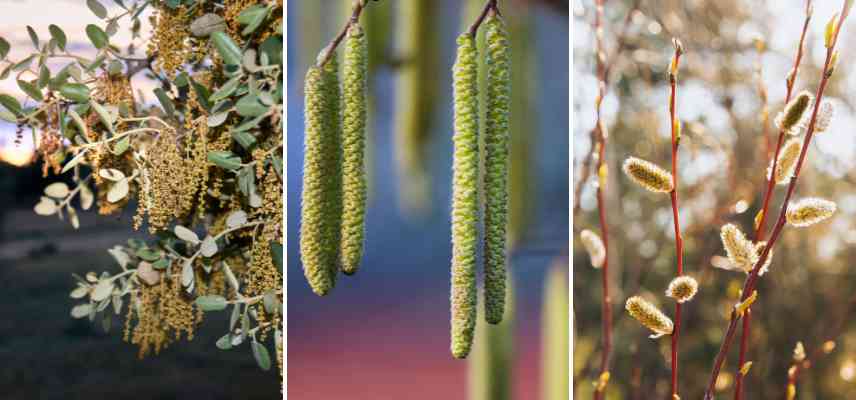 examples of ament flowers