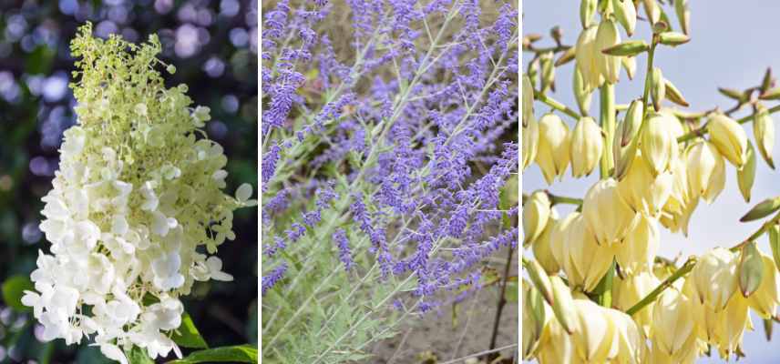 examples of paniculate flowers