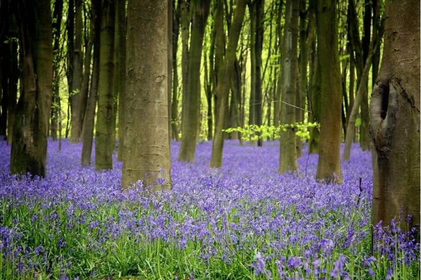 jacinthe des bois en forêt