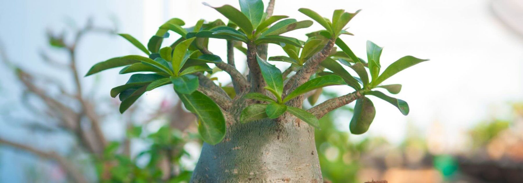 Rose du désert, Adenium : maladies et parasites