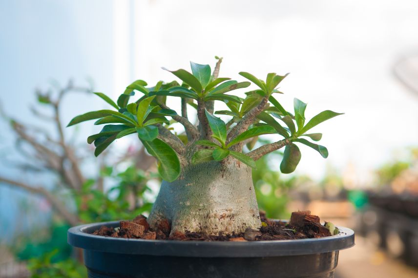 adenium obesum