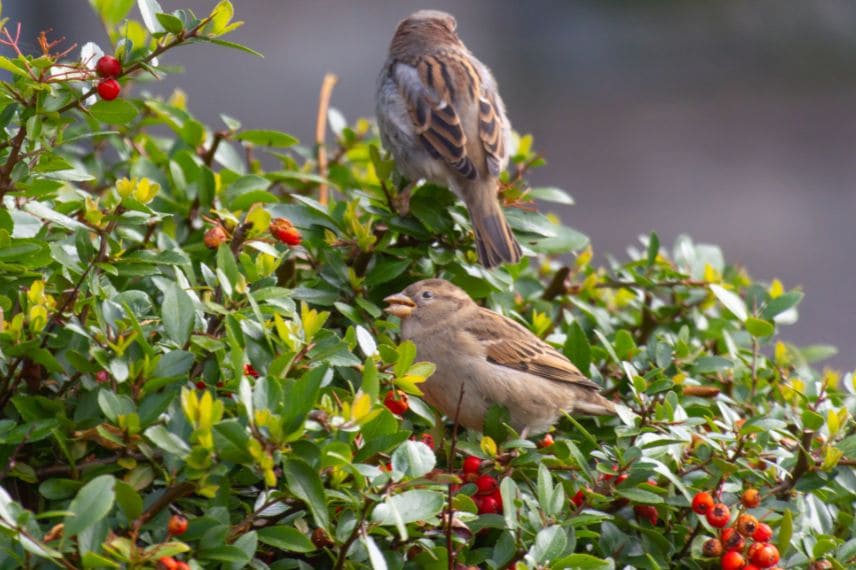 berries for birds