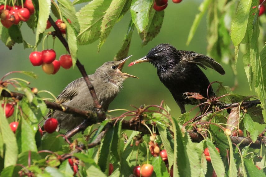 Starlings in a cherry tree