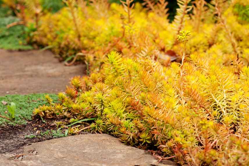 paillage vegetal quels plantes