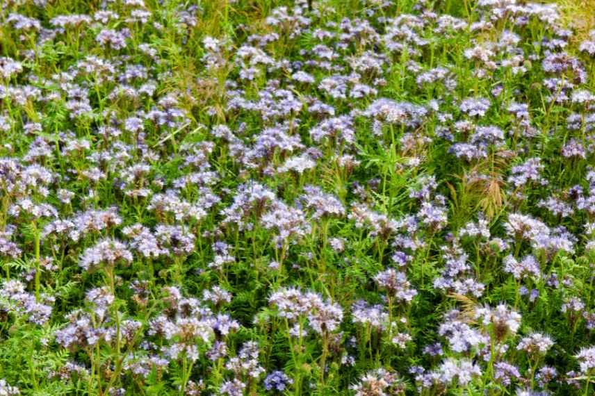 paillage d engrais vert lequel