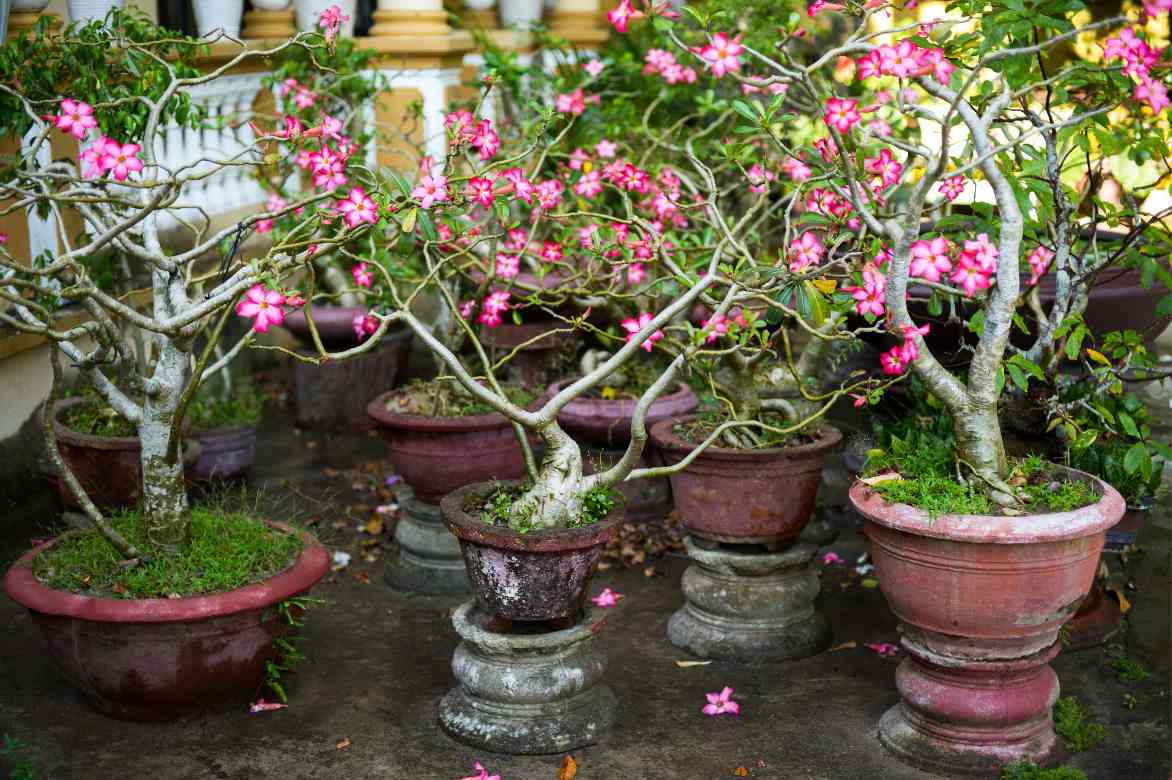 adenium pot lequel choisir