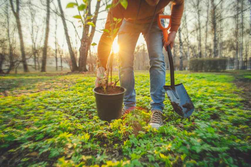 bon moment pour planter un arbre