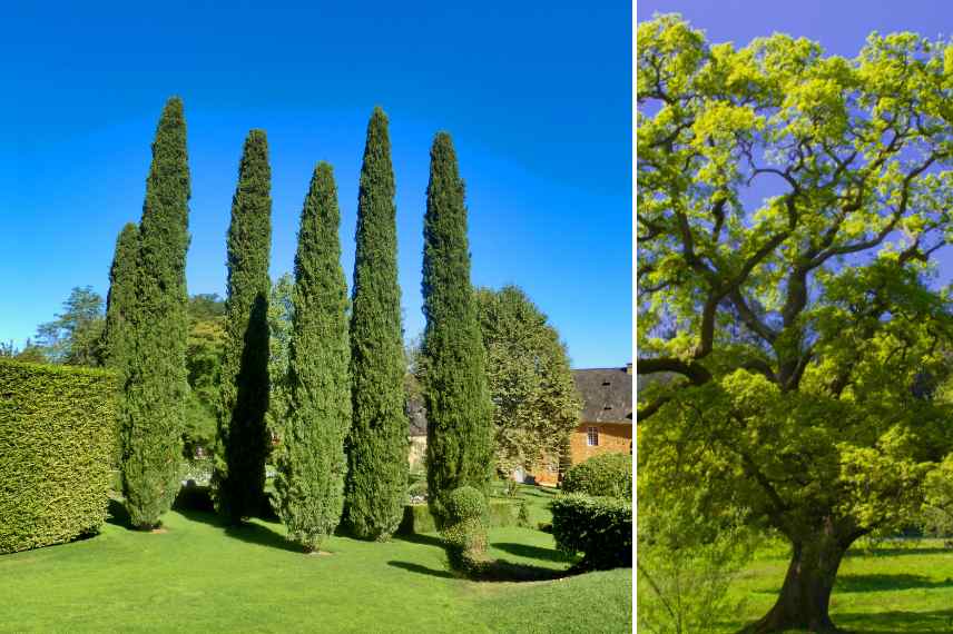 quel arbre pour quel sol