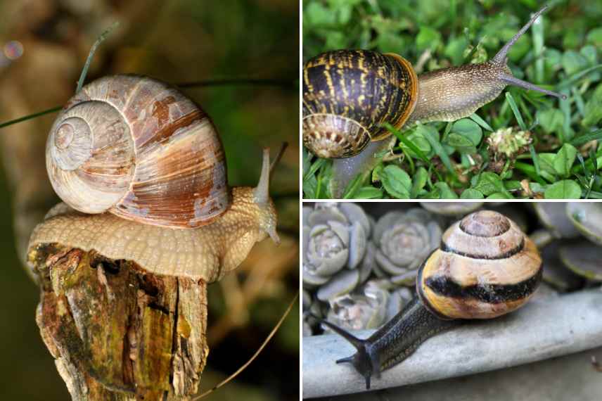 petit gris, escargot de bourgogne et escargot des jardins