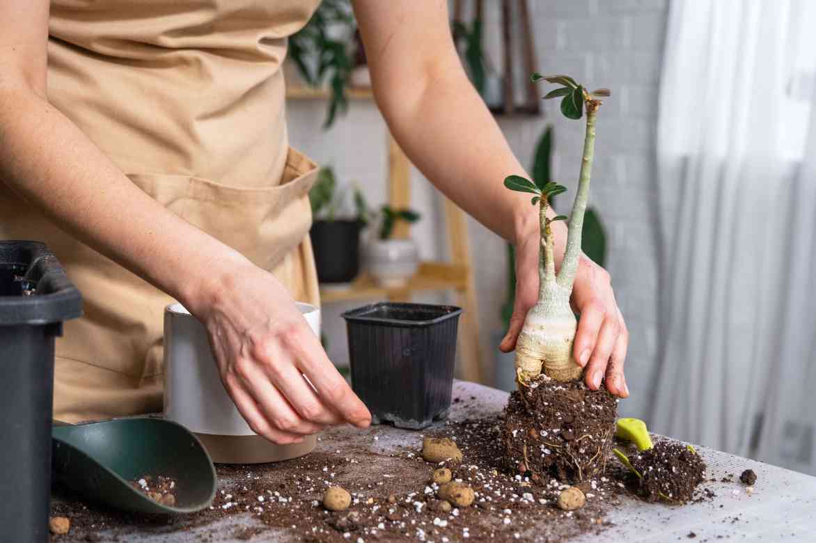 comment remppoter adenium