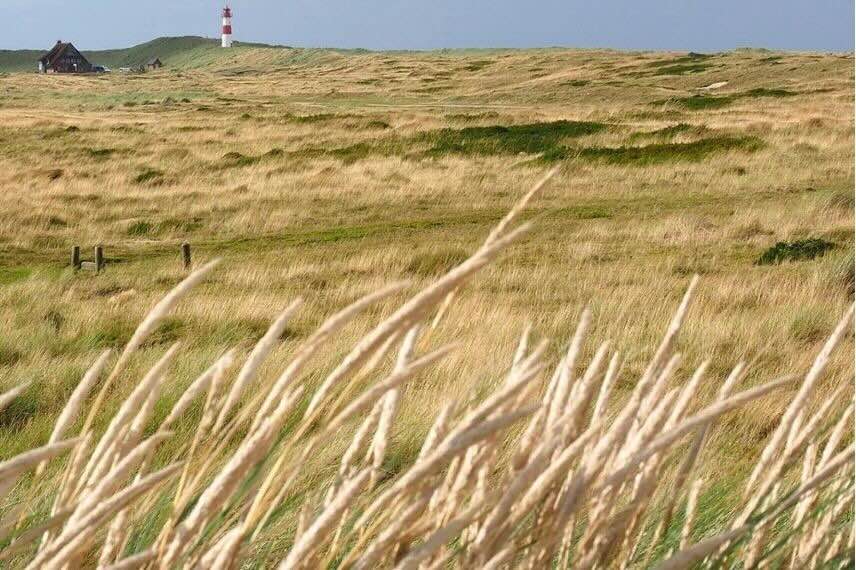 roseau des sables