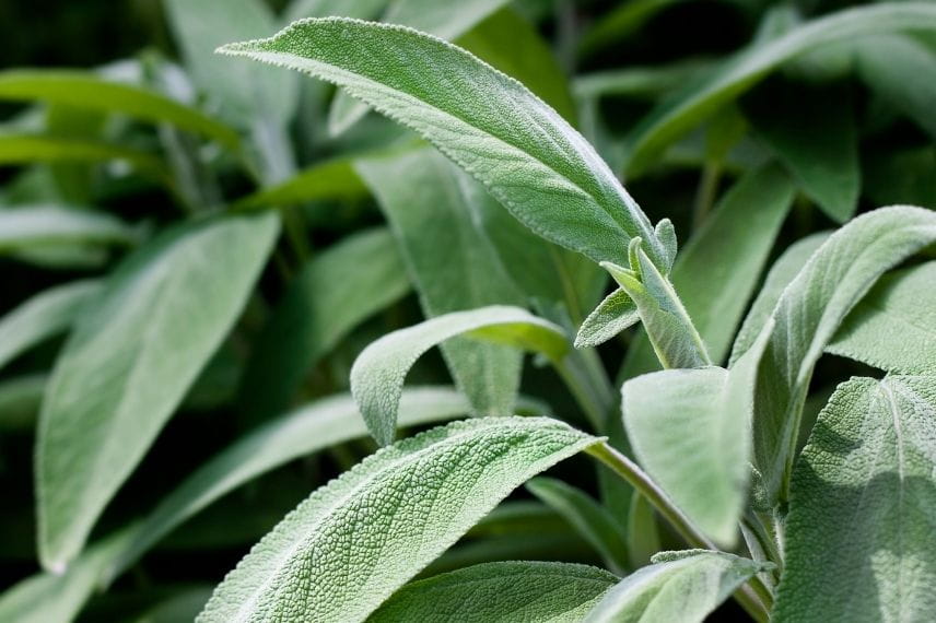 Salvia officinalis