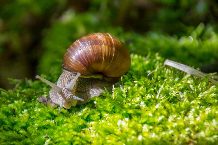 eviter les gastroenteropodes jardin potager