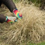 Quand et comment tailler le Panic érigé ou Panicum ?