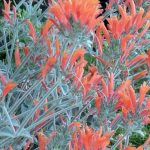 Des vivaces résistantes aux embruns pour jardins de bord de mer