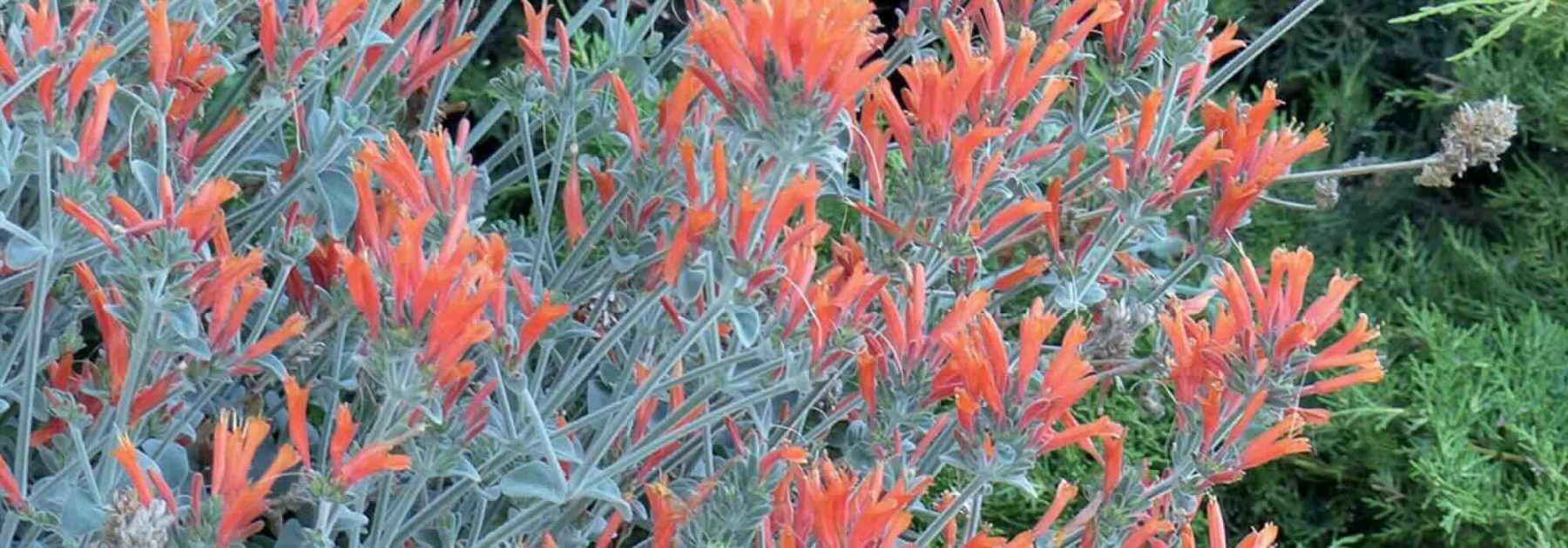 Des vivaces résistantes aux embruns pour jardins de bord de mer