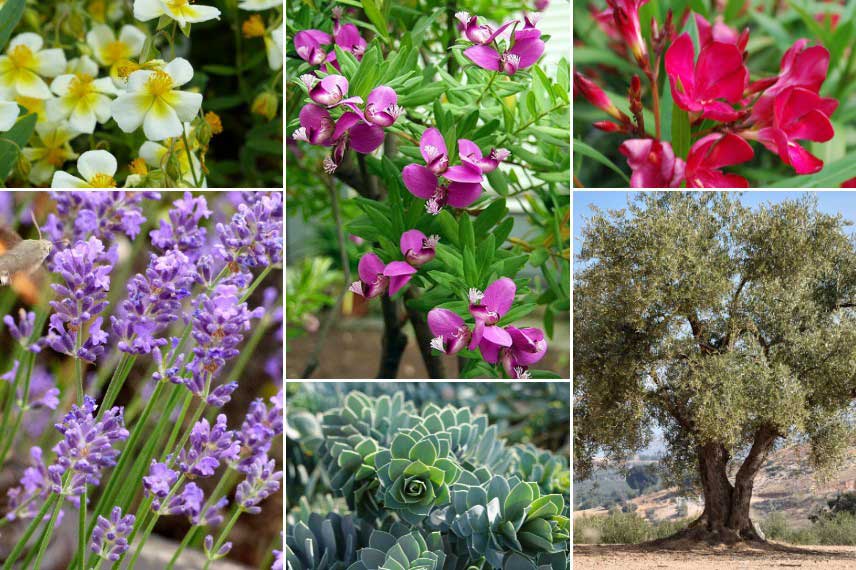 Idées d'associations avec le Polygala dans un jardin méditerranéen