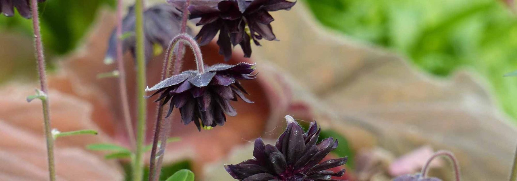 Comment associer les vivaces à fleurs noires ?