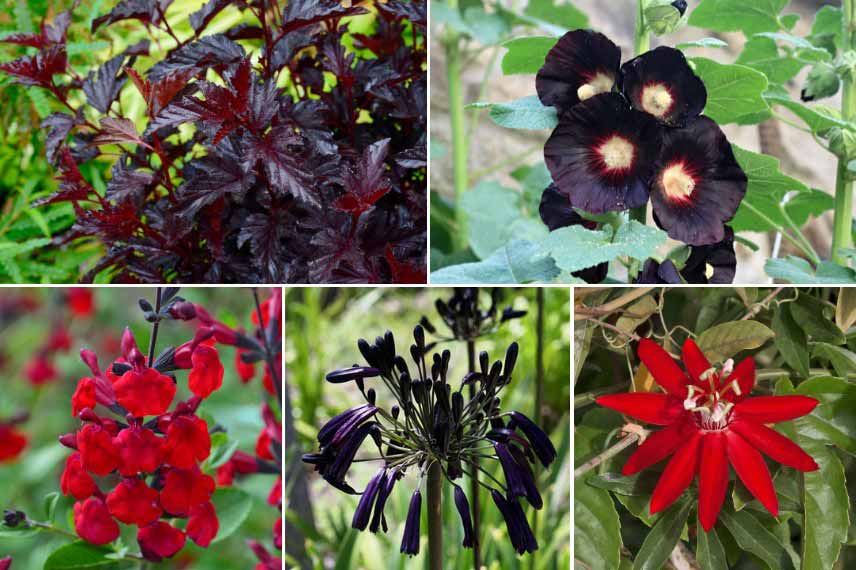 Association fleurs noires et rouges