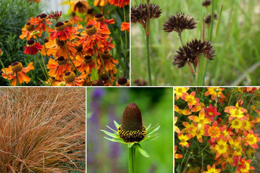 Associer les fleurs noires à des plantes aux tons jaune, orange, rouge