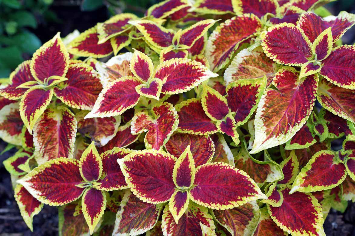 Le feuillage contrasté, rouge et jaune, d'un Coleus