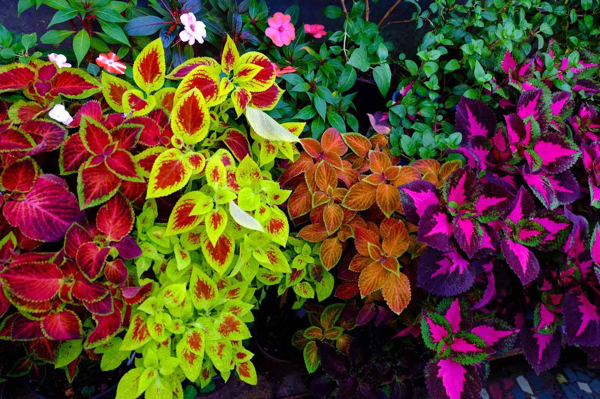 Le feuillage coloré des Coleus