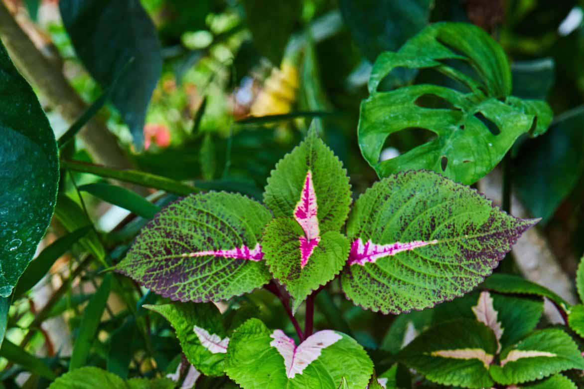 Associer le Coleus à d'autres plantes d'intérieur