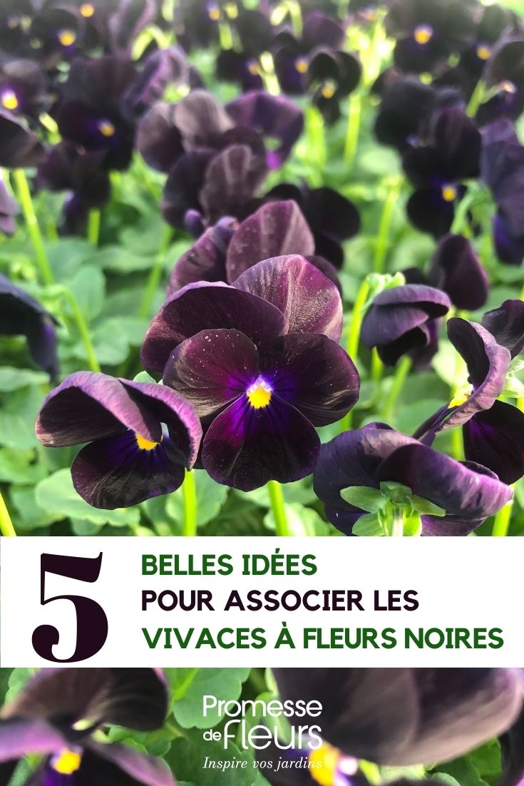 Viola-Sorbet-Black-Delight