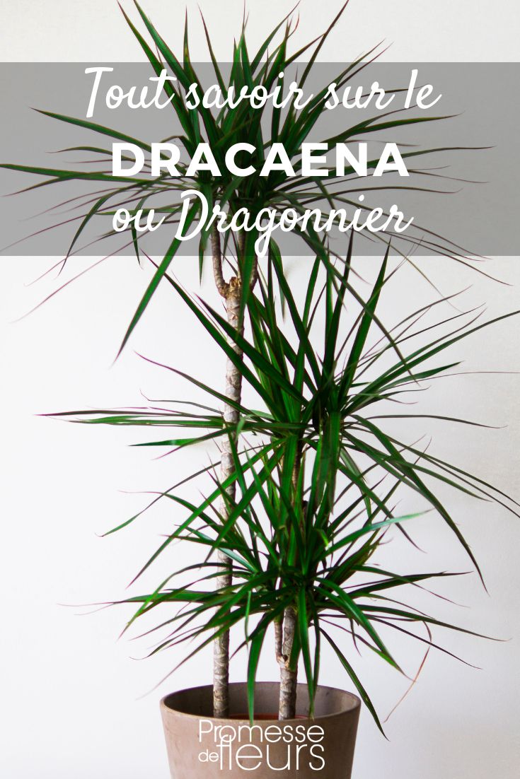 tout savoir sur le dragonnier