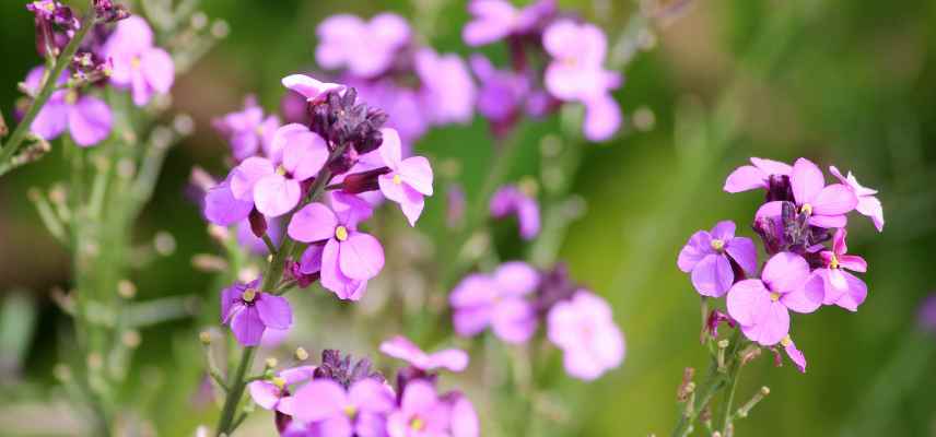 giroflees a longue floraison