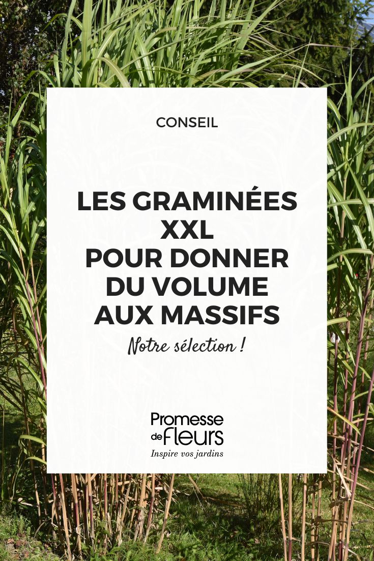 Graminées XXL : les variétés incontournables pour donner du volume aux massifs