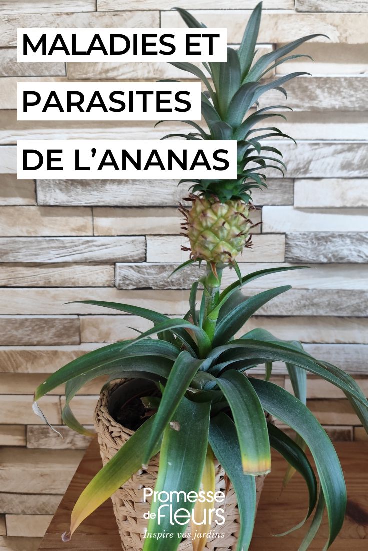 Ananas comosus