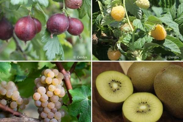 Petits fruits : découvrez nos nouveautés 2025