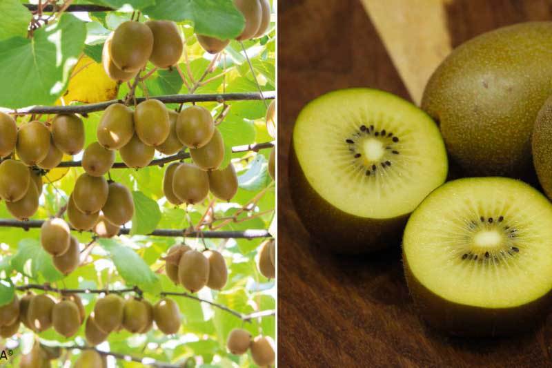 Kiwi jaune