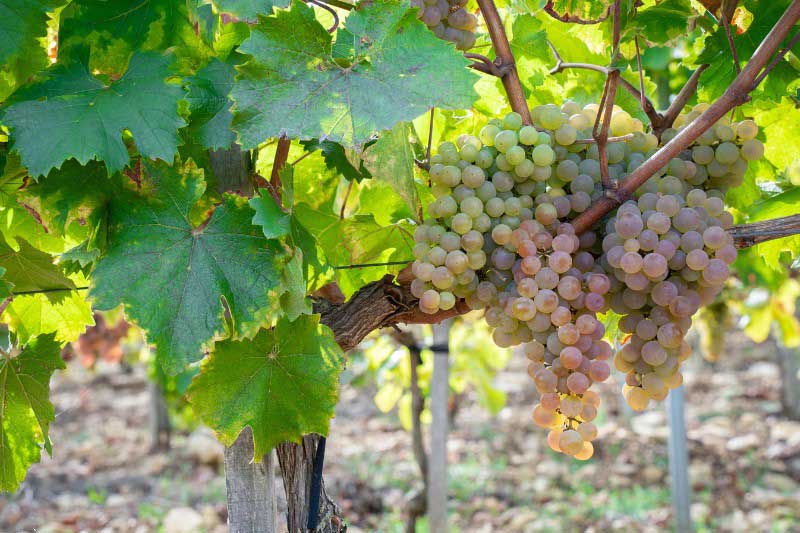 Un pied de vigne portant une grappe de raisin